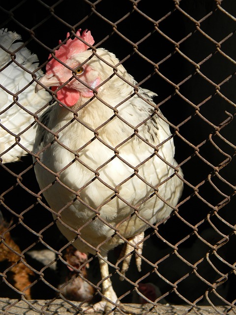 决是如何展 决是如何展